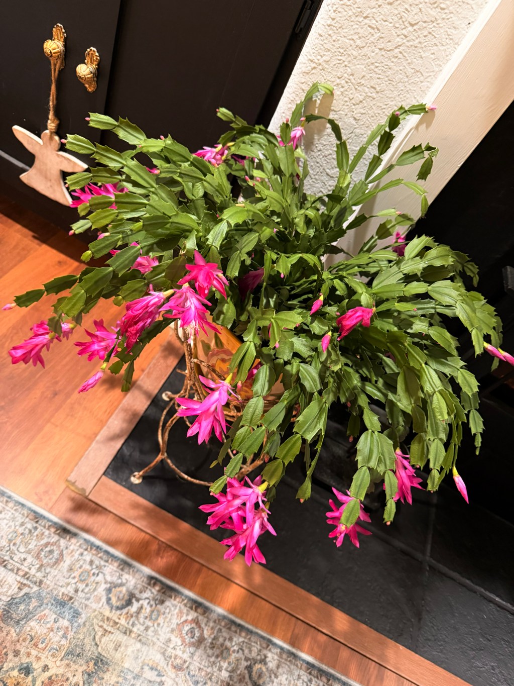 Christmas Cactus
